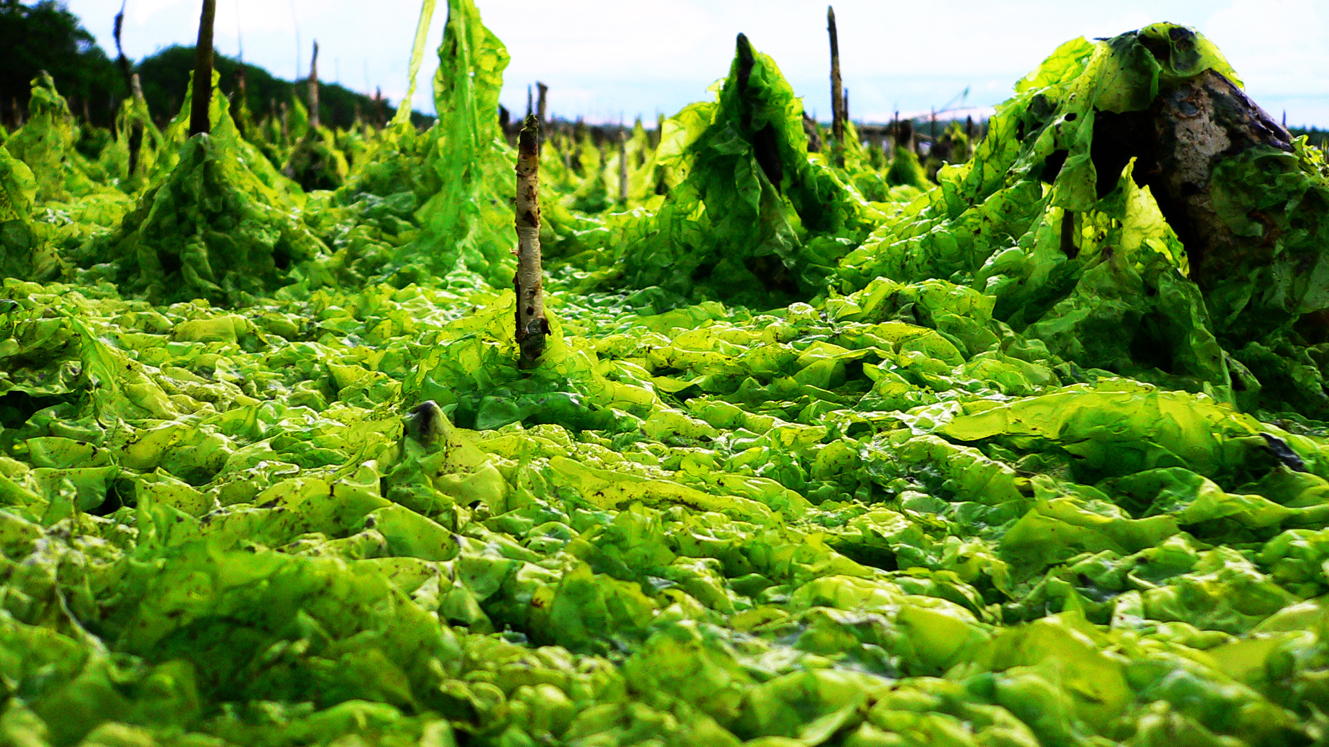 Seaweed : quand l’impression 3D se met au vert