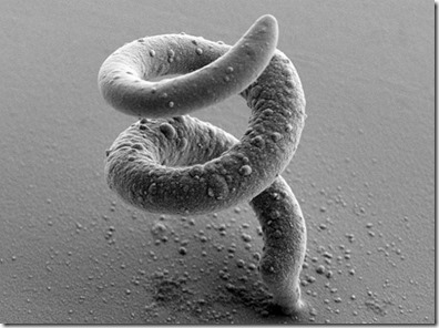 Innovation : une imprimante créant des objets microscopiques