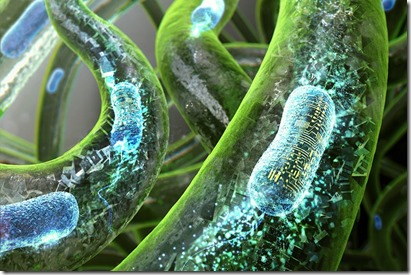 Bacteries2