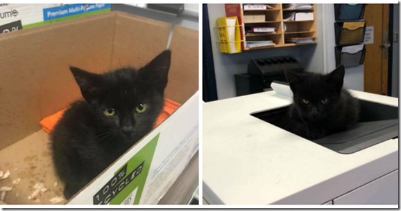 Il choisit une imprimante pour faire une sieste