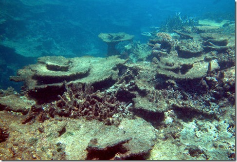 L’impression 3D à la rescousse des récifs de coraux