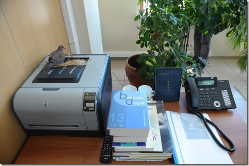 Insolite : une colombe construit son nid dans une imprimante