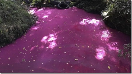Une rivière vire au rose à cause d’encre magenta