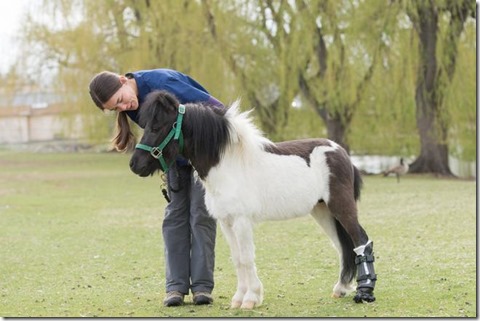 Impression 3D : un cheval échappe à l’euthanasie grâce à une prothèse imprimée