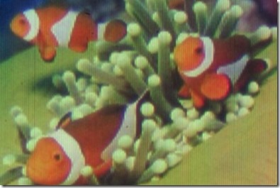 Insolite : la plus petite image imprimée au monde!