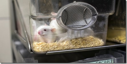 Incroyable : une souris se fait implanter des ovaires imprimées